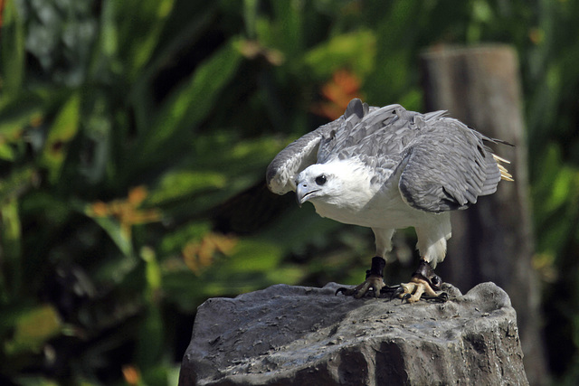 White-bellied Sea Eagle