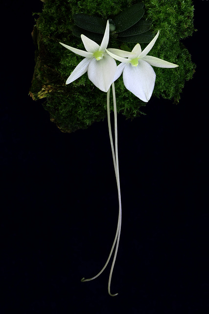 Angraecum cf. breve