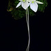 Angraecum cf. breve