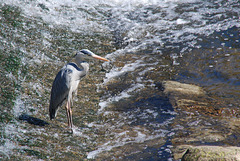 Heron by the river