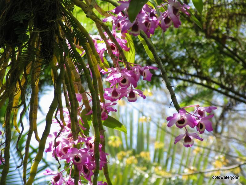 Sarasota Marie Selby Botanical Gardens 0ne of the finest in the USA with the world's largest living collection of orchids...