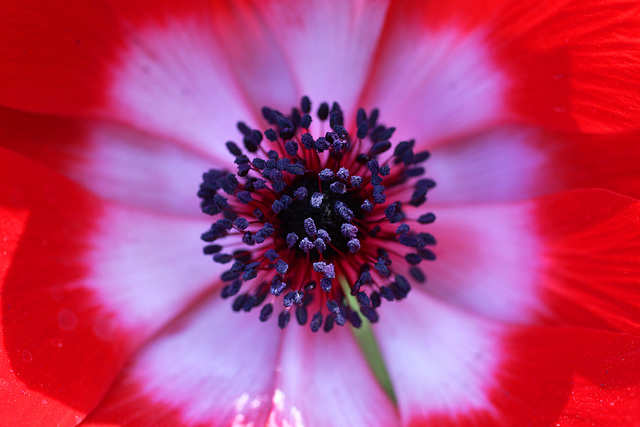 Black anemone stamen