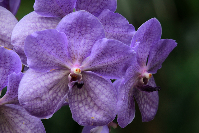 Vanda rothschildiana