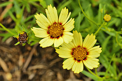 Coreopsis "Red Shift" – National Arboretum, Washington D.C.