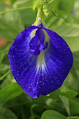 Butterfly Pea