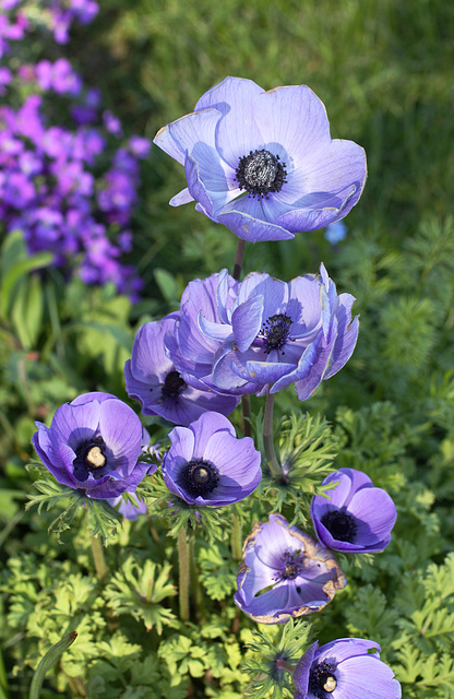 Blue anemones