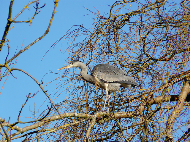 Hastings Wildlife