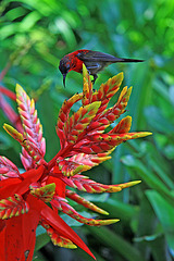 Crimson Sunbird and Bromeliad