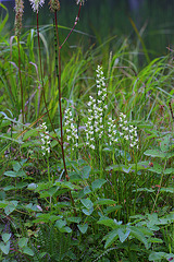 Spiranthes romanzoffiana