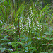 Spiranthes romanzoffiana