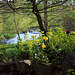 Sunny Spring Afternoon in the Pond  Garden