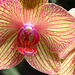 Sarasota Marie Selby Botanical Gardens 0ne of the finest in the USA with the world's largest living collection of orchids...