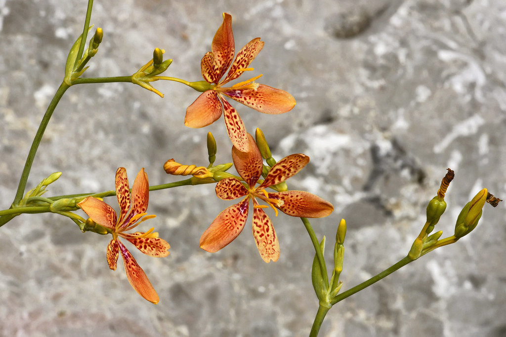 Leopard  "Lily" – National Arboretum, Washington DC