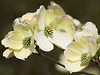 Flowering Dogwood