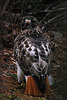 Red-tailed Hawk In The Backyard