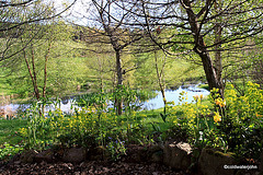 Sunny Spring Afternoon in the Pond  Garden