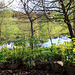 Sunny Spring Afternoon in the Pond  Garden
