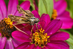 Purple Zinnia, Brown Skipper – National Arboretum, Washington DC