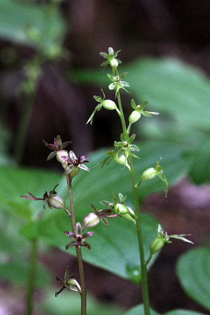 Red and Green Forms of the Western Heart-leaved Twayblade