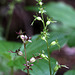 Red and Green Forms of the Western Heart-leaved Twayblade