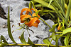What's Upside Down Tiger Lily? – National Arboretum, Washington DC