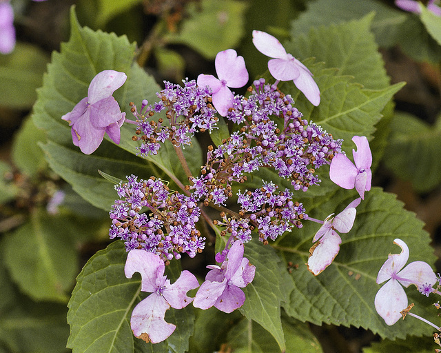 "Twist-n-Shout" Hydrangea – National Arboretum, Washington DC