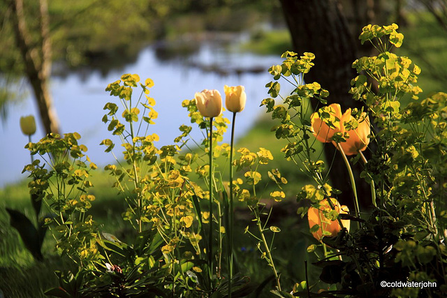 Sunny Spring Afternoon in the Pond  Garden