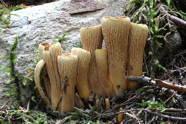 Gomphus floccosus