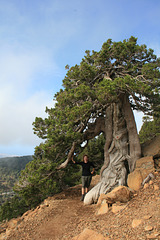 A Cyprus Pine