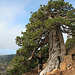 A Cyprus Pine