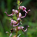 Elephant's Head Lousewort