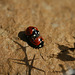 Lady-Bird Beetles