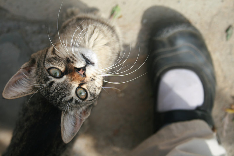 Meow!