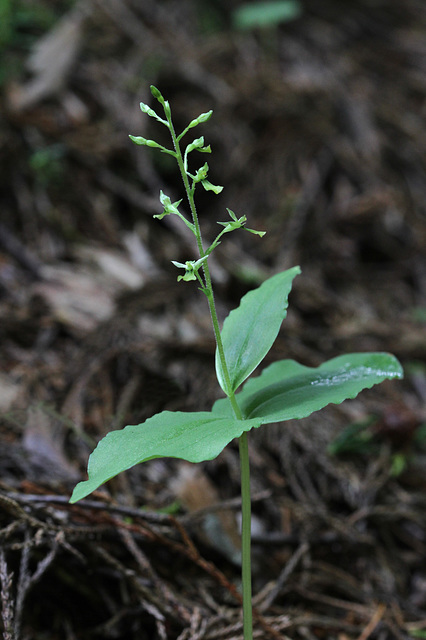 Listera banksiana