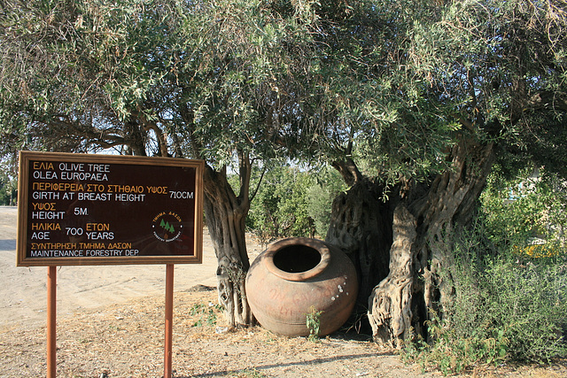 A Very Old Olive Tree