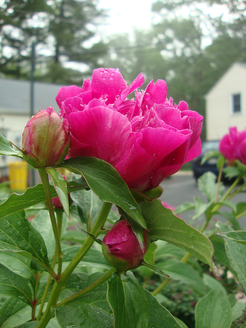 Morning dew on garden flower