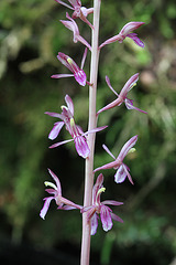 Corallorhiza mertensiana fma. pallida