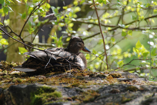 Female malard