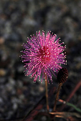 Sensitive Plant