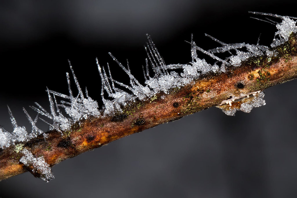 Needle Frost on Oak Branch