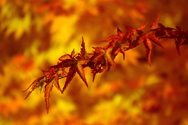 Japanese Maple