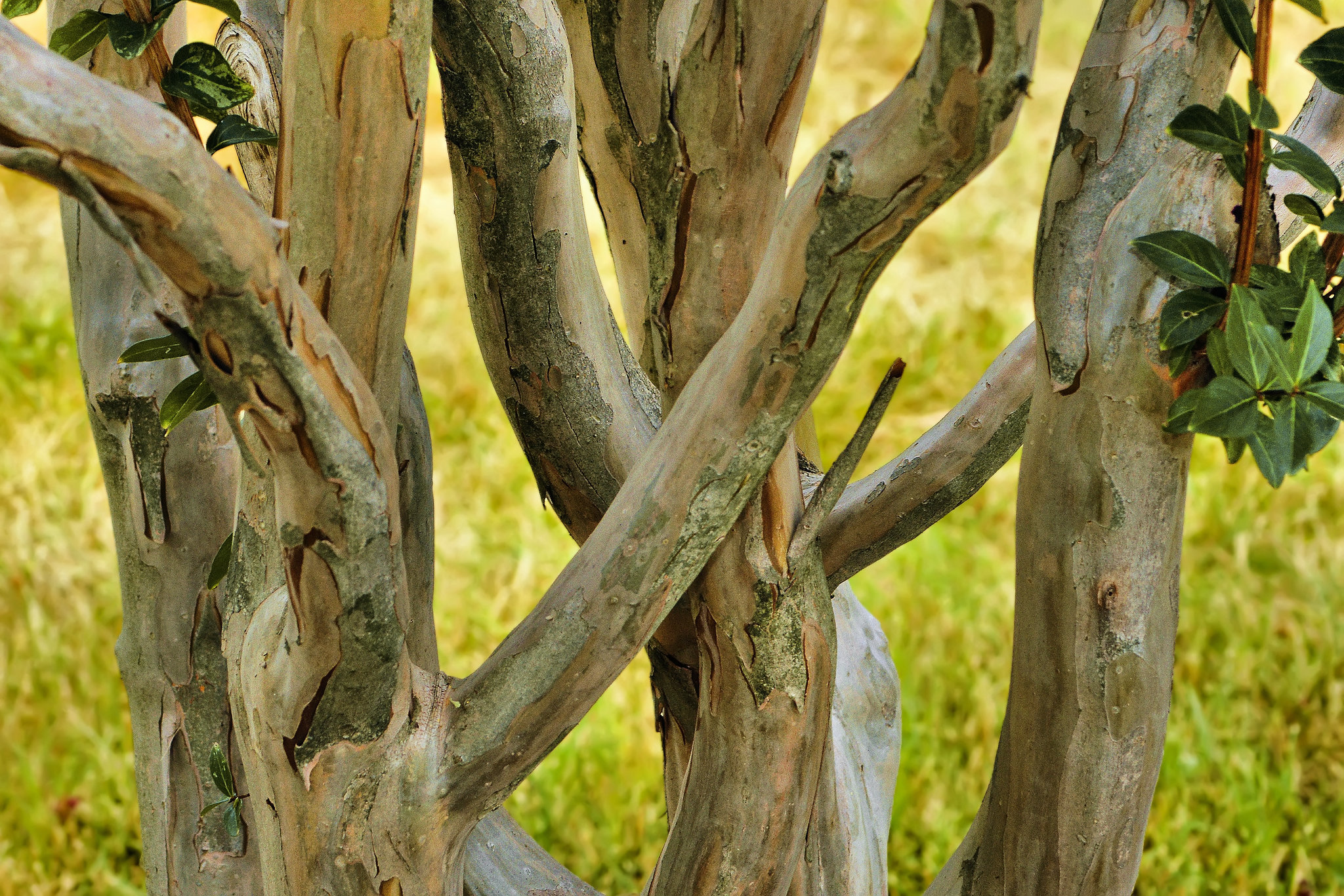 Crape Myrtle – National Arboretum, Washington DC