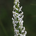 Platanthera dilatata var. dilatata