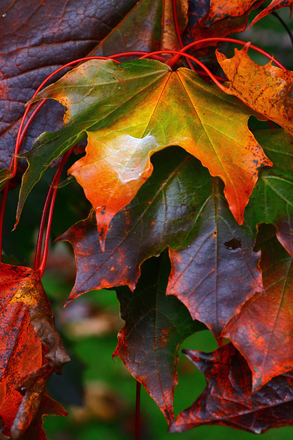 Autumn Colors