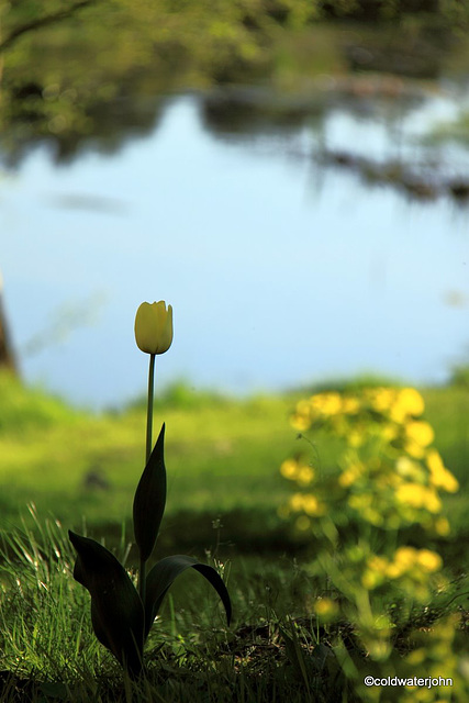 Sunny Spring Afternoon in the Pond  Garden