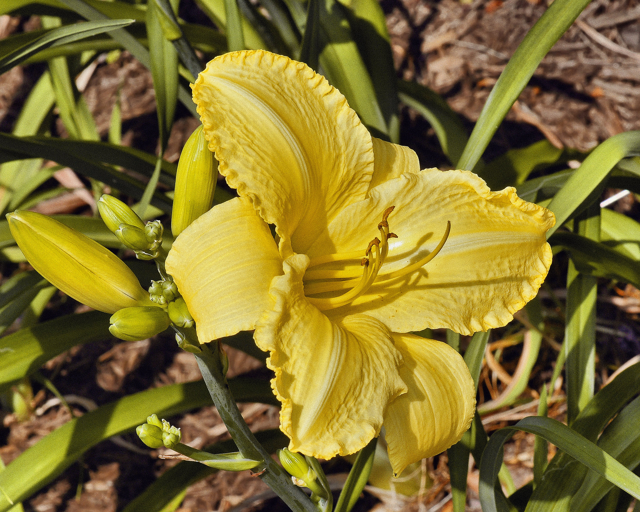 Yellow Daylily – National Arboretum, Washington DC