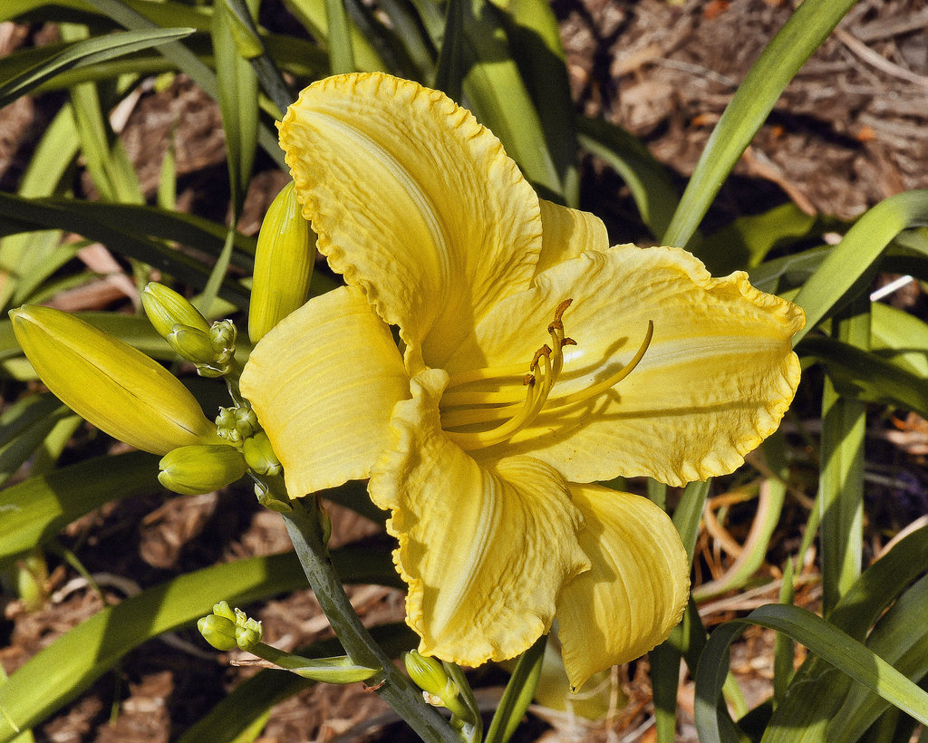 Yellow Daylily – National Arboretum, Washington DC