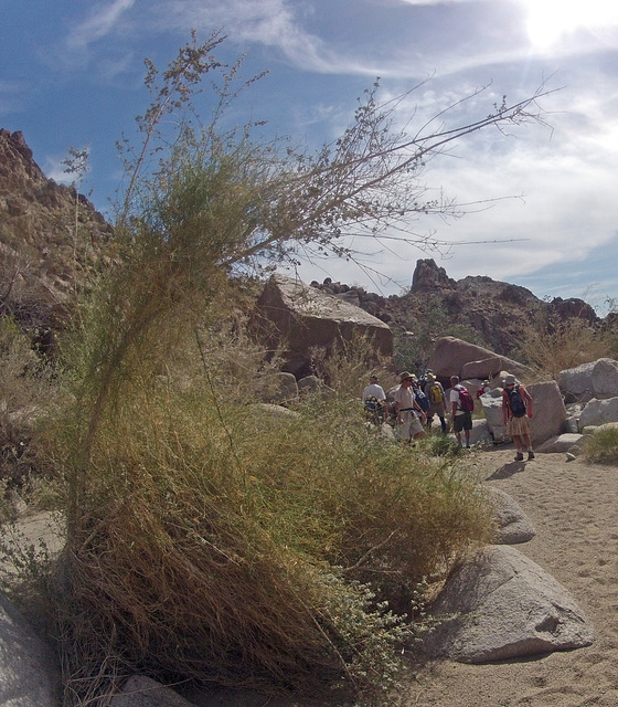 Petroglyph Canyon (114644)