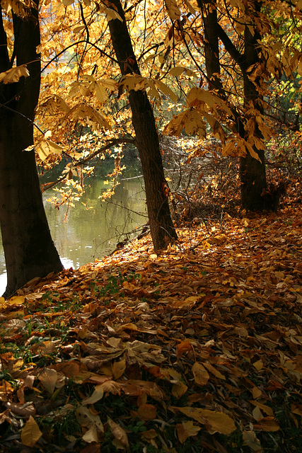 river leaves