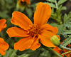 Orange Marigold – National Arboretum, Washington DC
